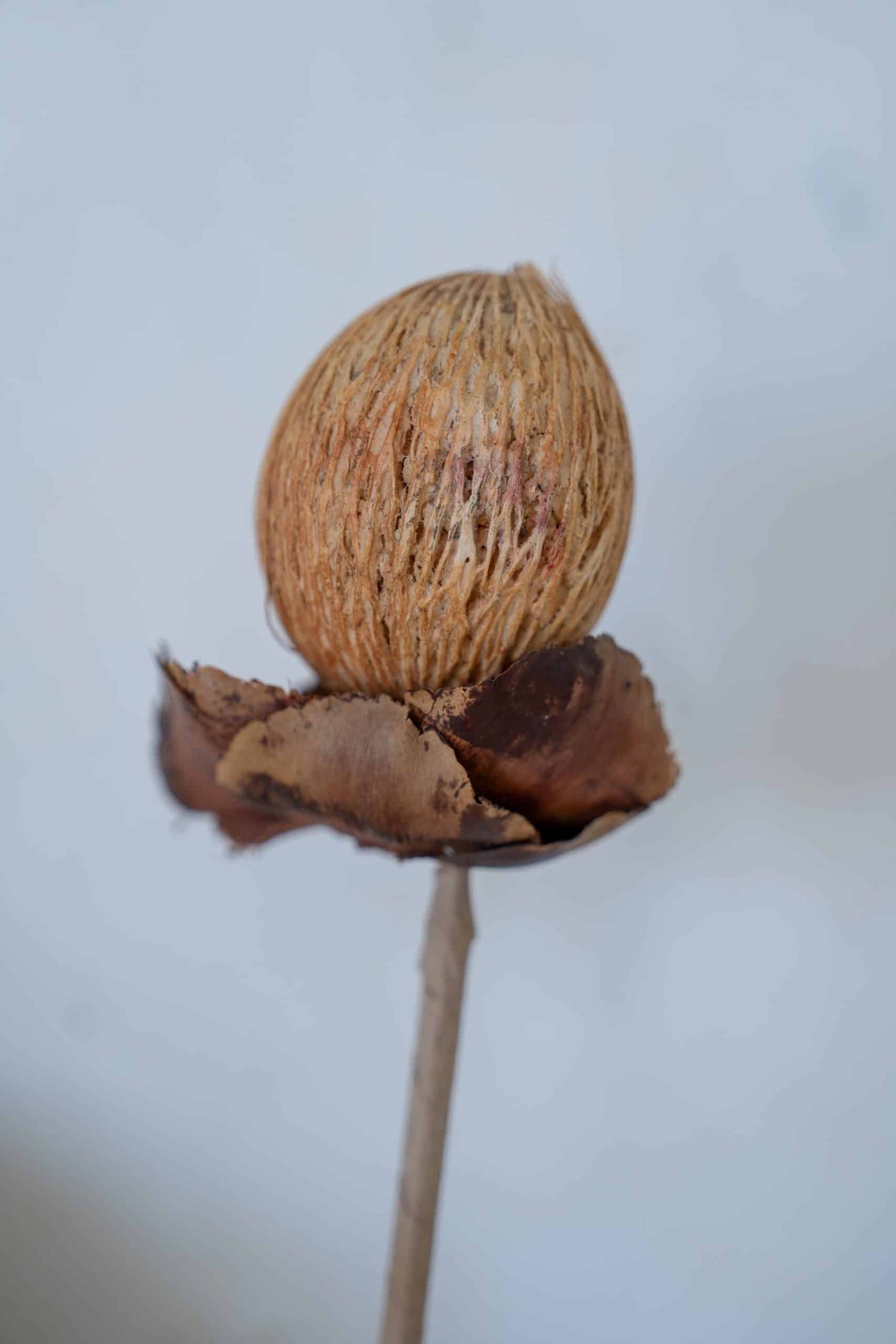 Deco stick Model Bola